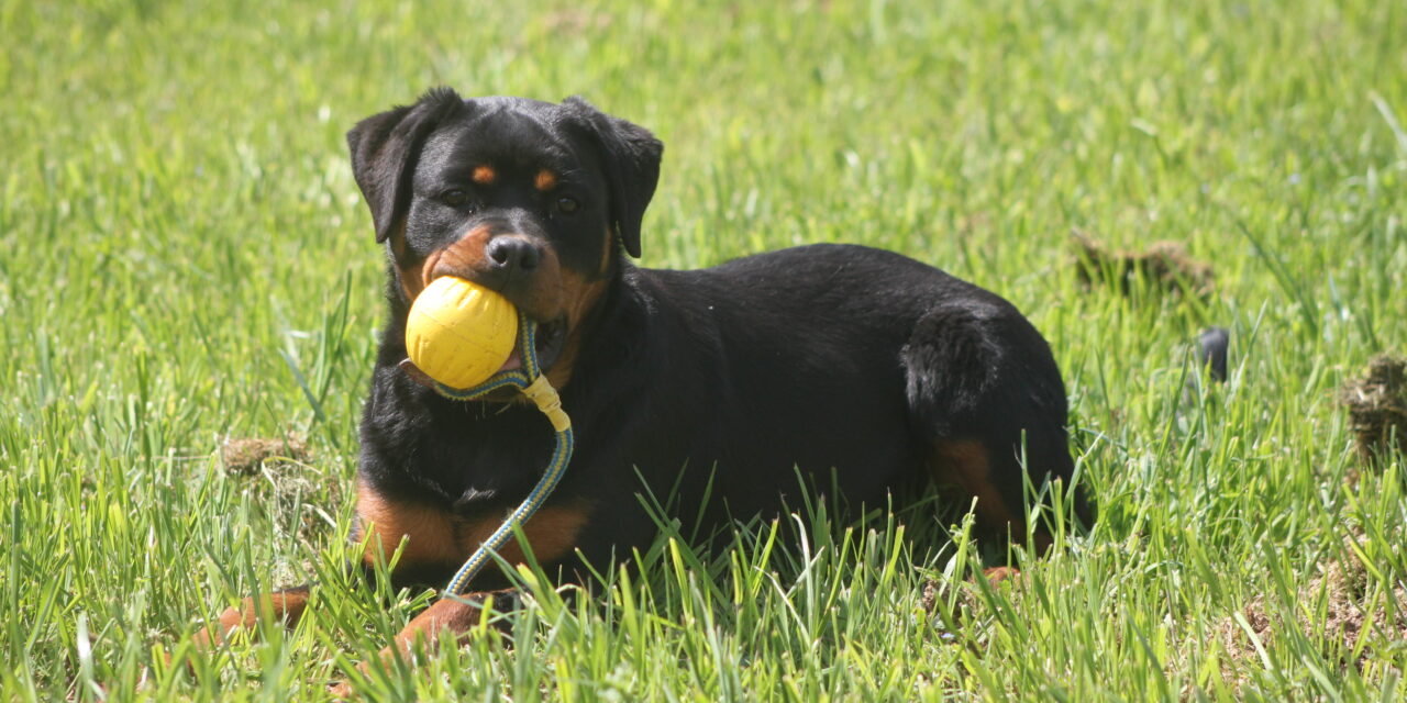 Irina Hembra de Rottweiler en el campo de trabajo