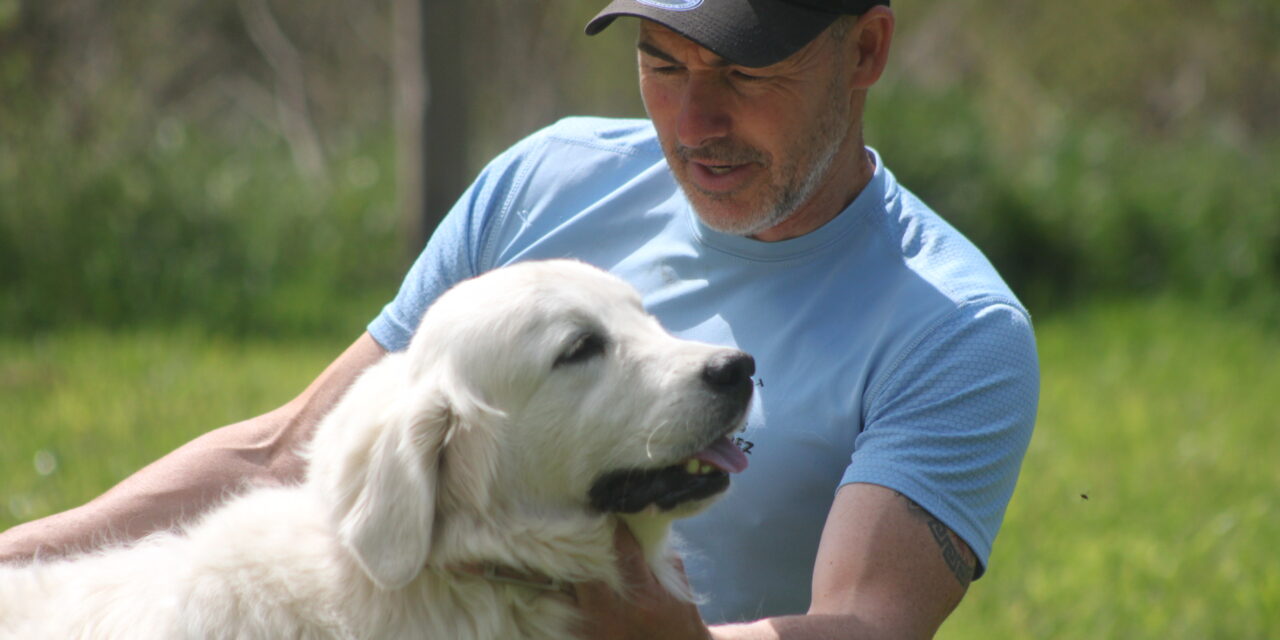 Winnie Hembra de Golden Retriever Color Blanco