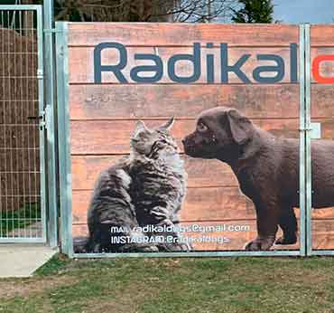 ¡Radikaldogs! Tu Residencia Canina de Referencia en Ripoll – Girona