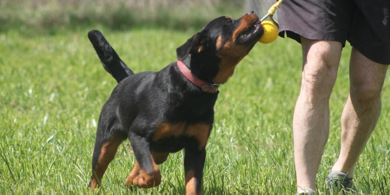 Buena Oportunidad Cachorro de Rottweiler en Radikaldogs