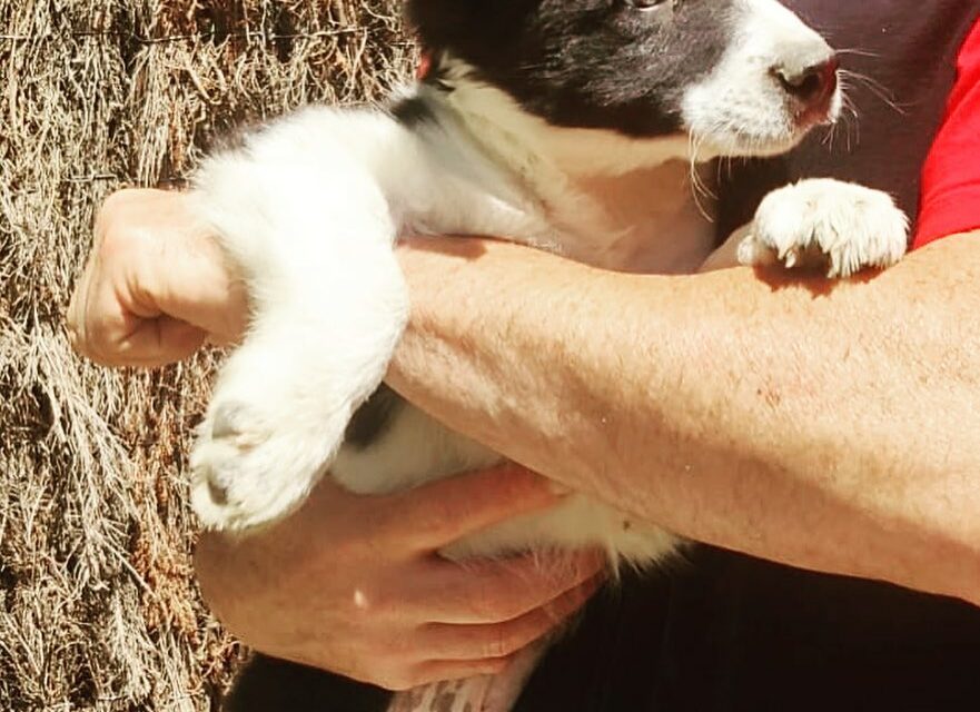 Disponible Border Collie!!!