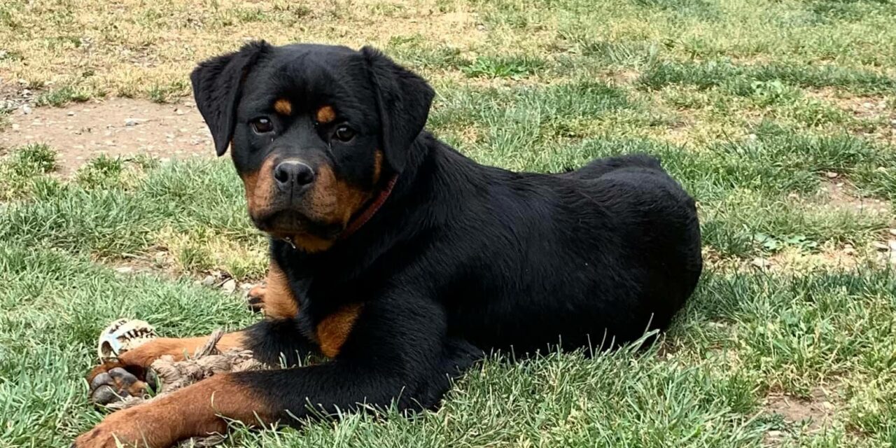 Irina de Batanen Hembra de Rottweiler de 6 Meses