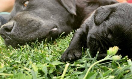 Labrador Retriever Disponibles!!!