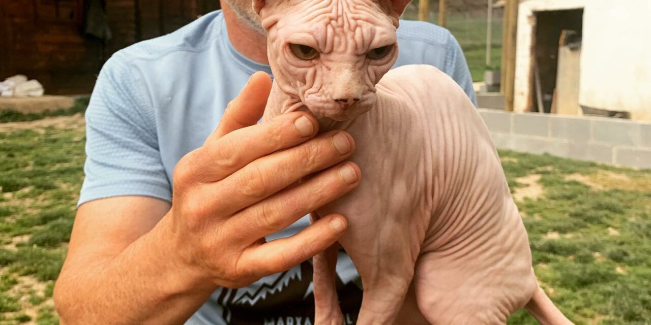 El sphynx o gato esfinge Primer Felino en Radikaldogs