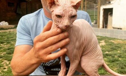 El sphynx o gato esfinge Primer Felino en Radikaldogs