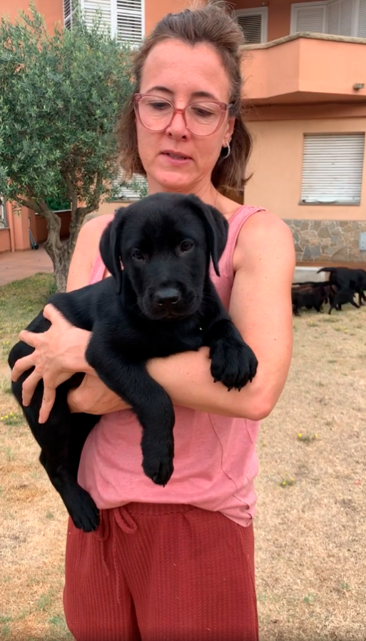 puede el labrador retriever ser negro