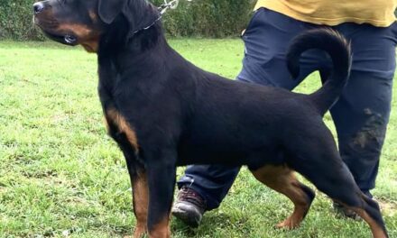 OPORTUNIDAD Macho de Rottweiler