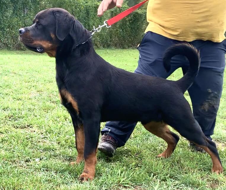 OPORTUNIDAD Macho de Rottweiler