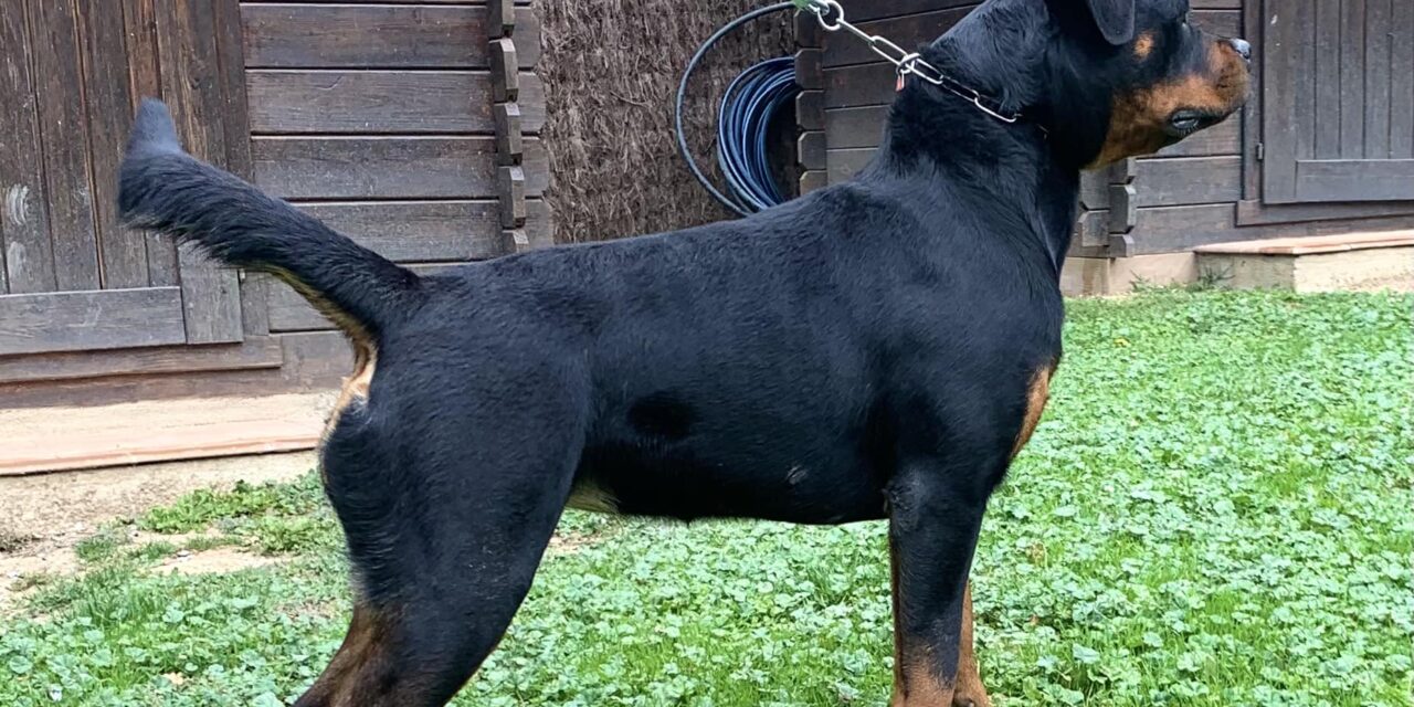 Hembra de Rottweiler de 10 meses