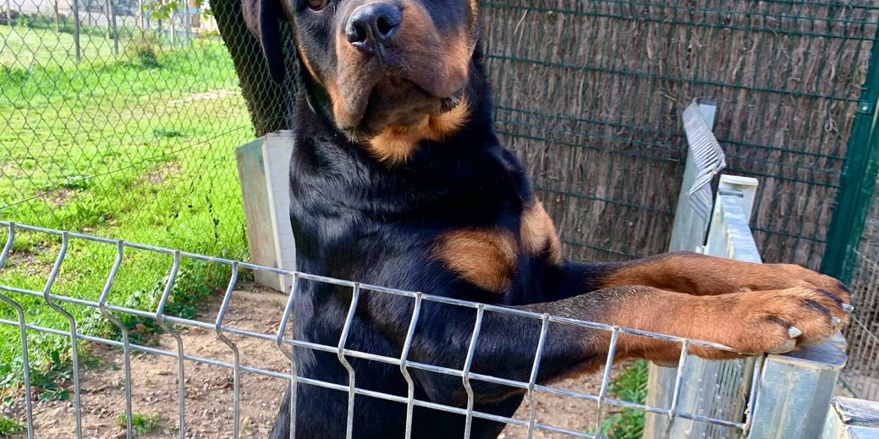 Jack de Batanen Rottweiler Joven en Venta