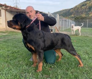 Jack de Batanen Macho de Rottweiler Junto a Marc Duran Aparo Fundador de Radikaldogs