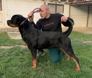 Jack de Batanen Macho de Rottweiler Junto a Marc Duran Aparo Fundador de Radikaldogs