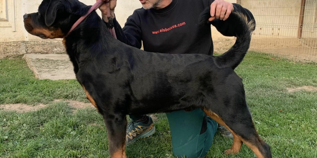 Macho de Rottweiler en Venta