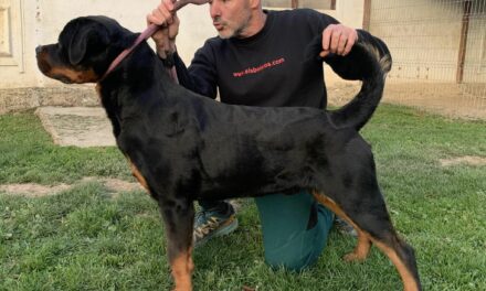 Macho de Rottweiler en Venta