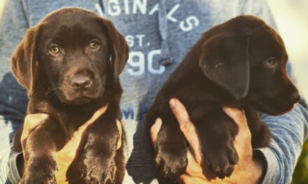 Machos Labrador Retriever Chocolate Ripoll