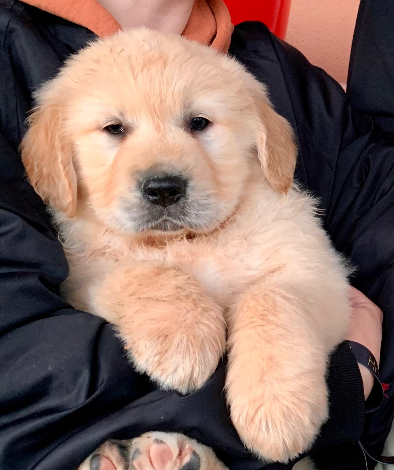 mezcla de golden retriever pastor aleman