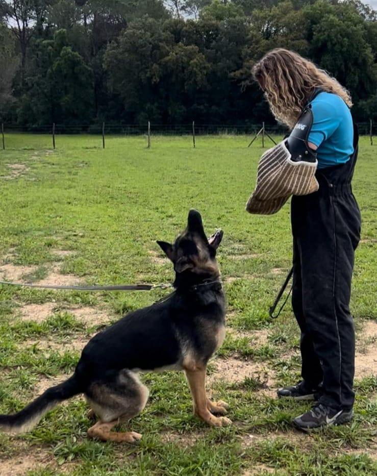 Camada de cachorros de Pastor Alemán auténticos K9, ideales para protección y trabajo, mostrando su porte radikal y atlético.