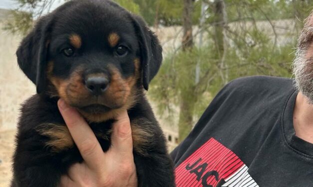 Cachorra Rottweiler en Venta: Calidad y Linaje de Campeones