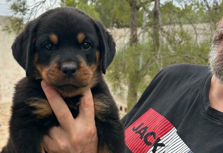 Cachorra Rottweiler en Venta: Calidad y Linaje de Campeones