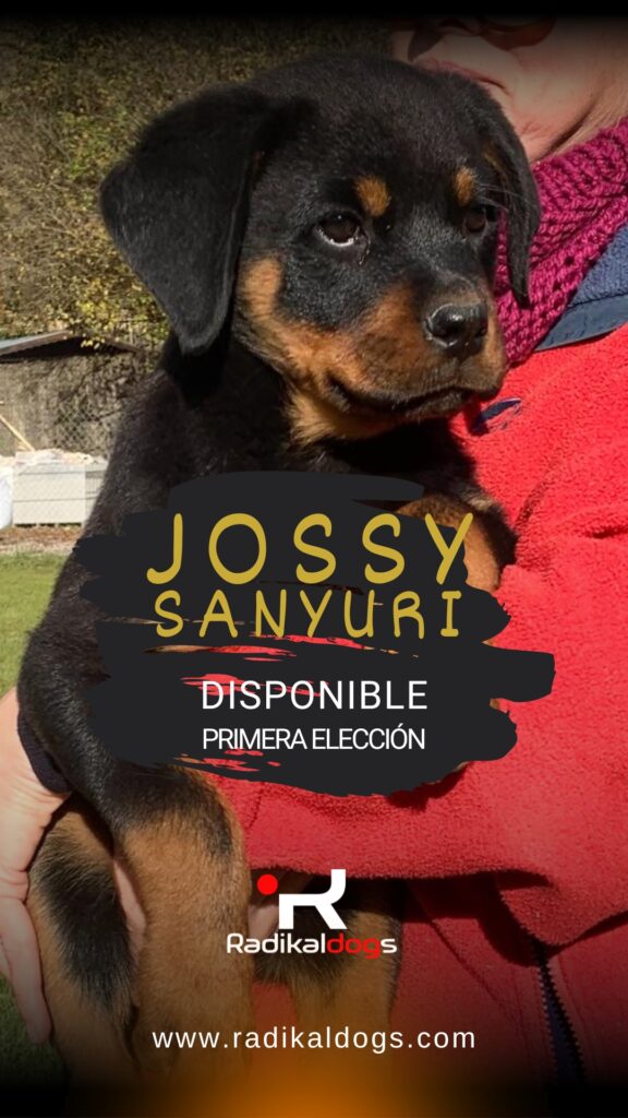 Cachorra Rottweiler de primera elección en venta, hija de Brando vom Feuerbaum y Pandora vom Wiesental, disponible en Radikaldogs.