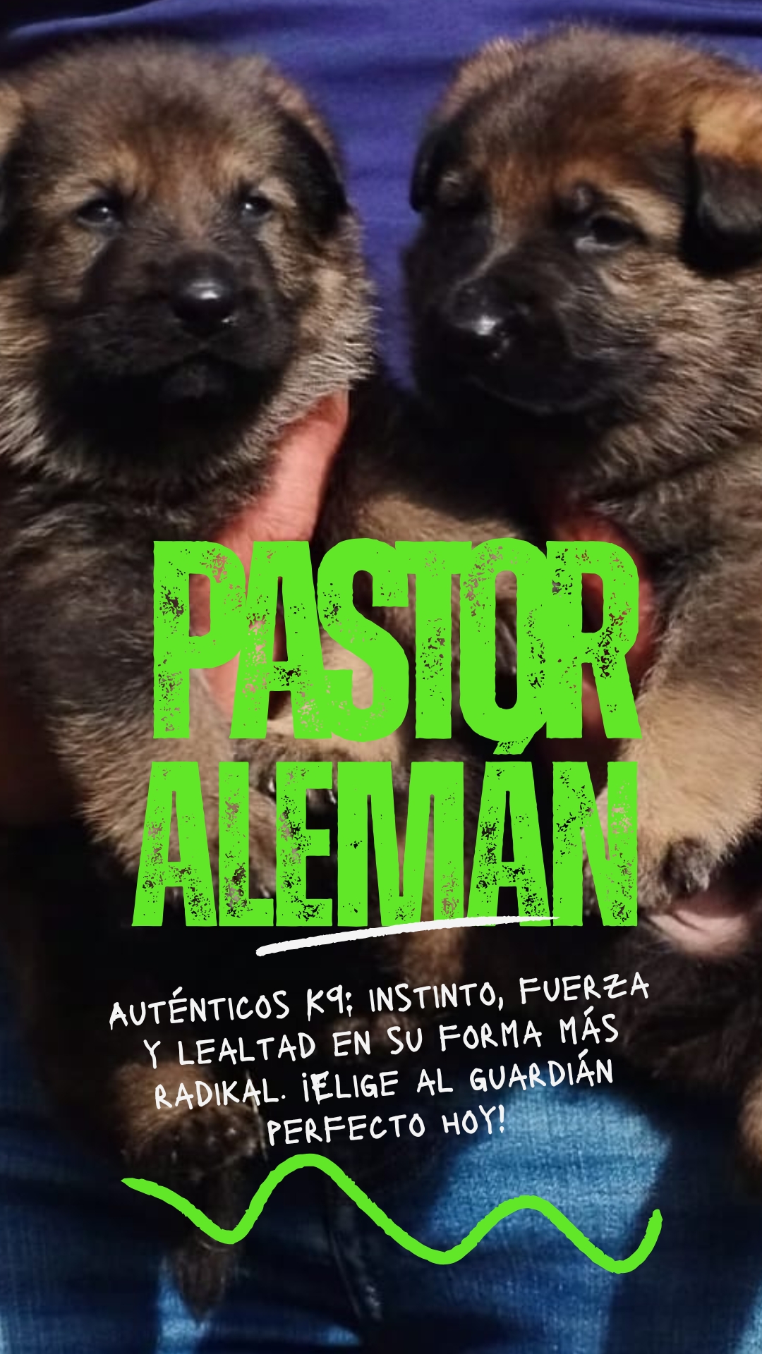 Camada de Pastores Alemanes K9 recomendada