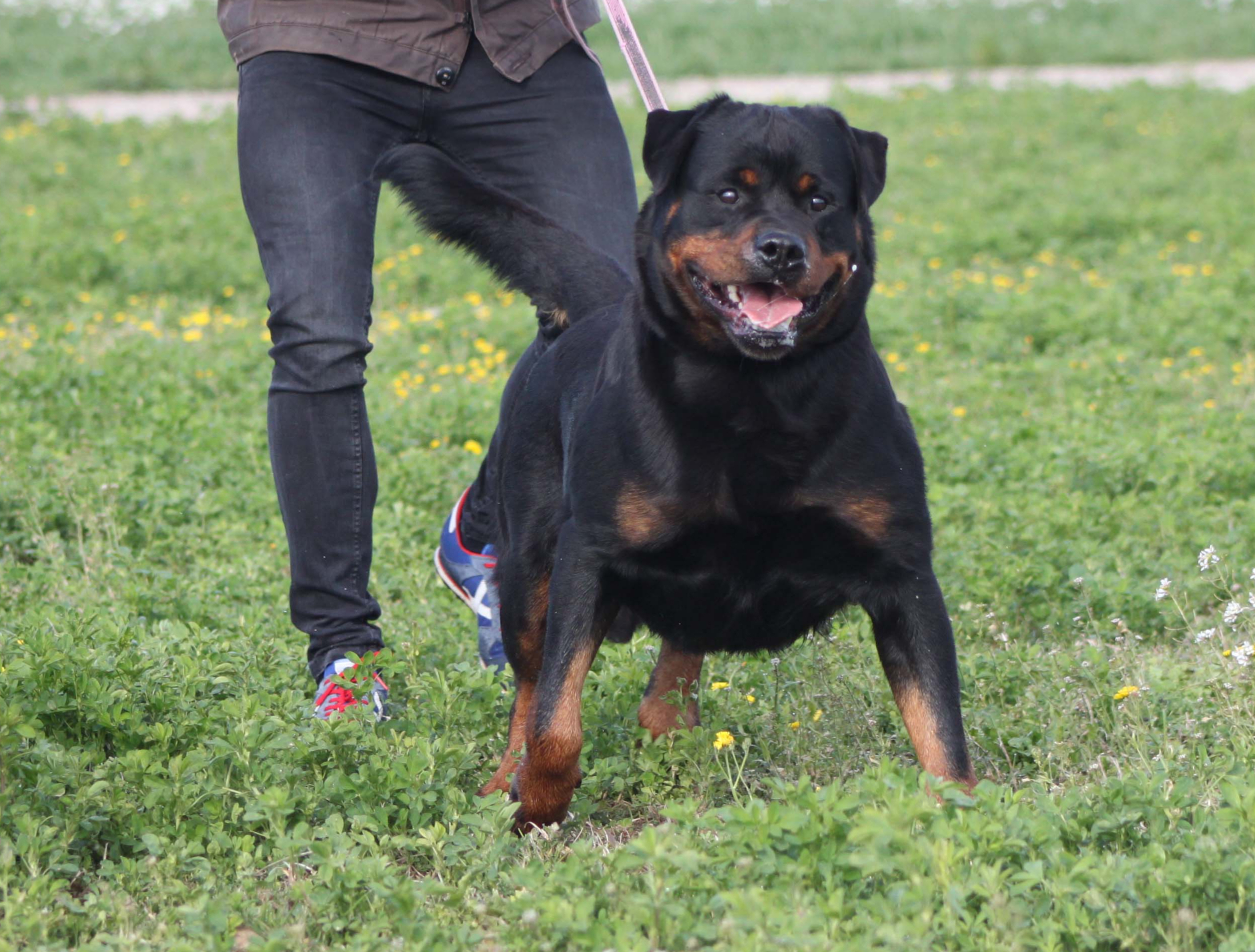 Soko vom Vilstaler Land | Recomanat de Cria pel Club Rottweiler d'Espanya