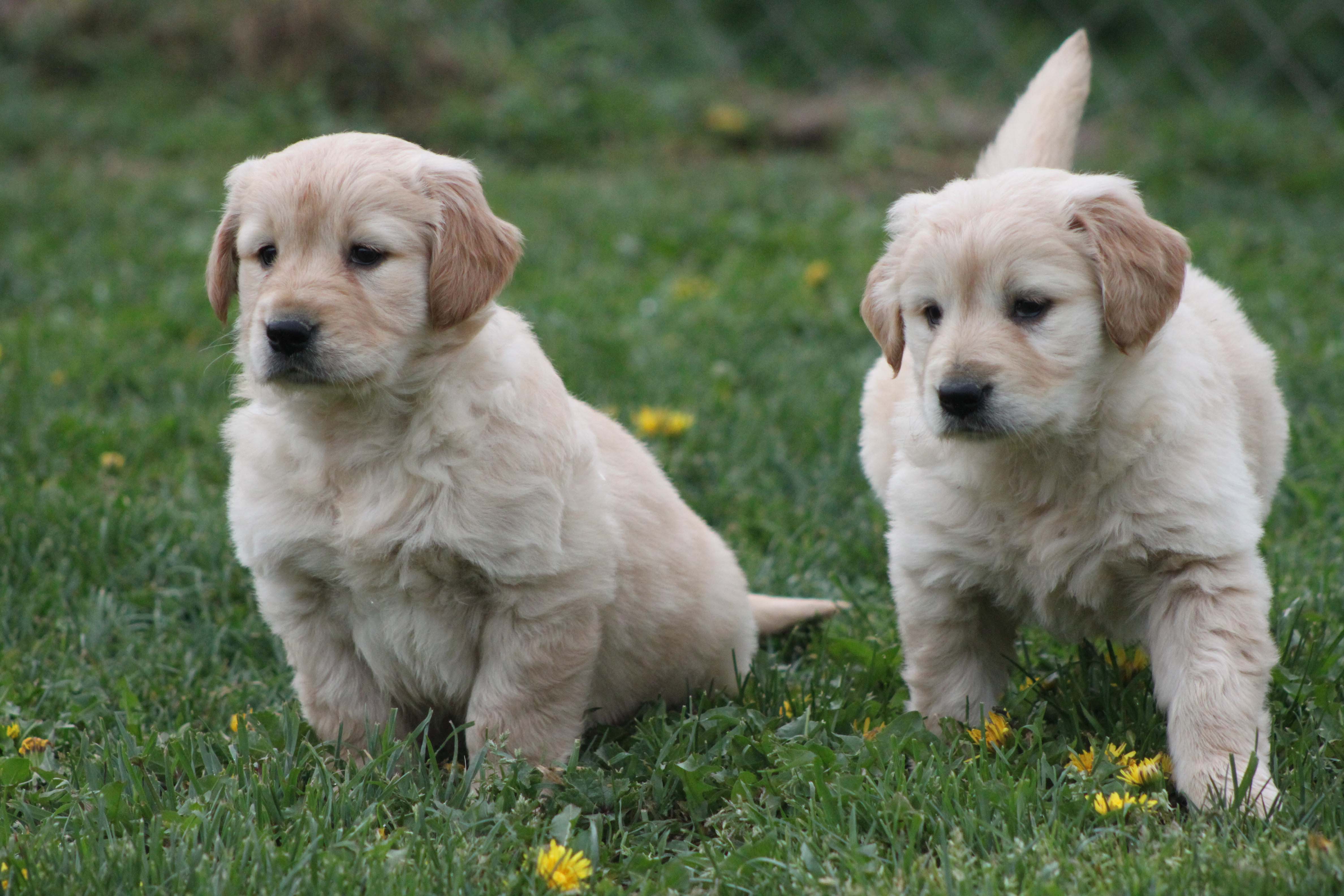 Cachorros de Golden Retriever Color Blanco