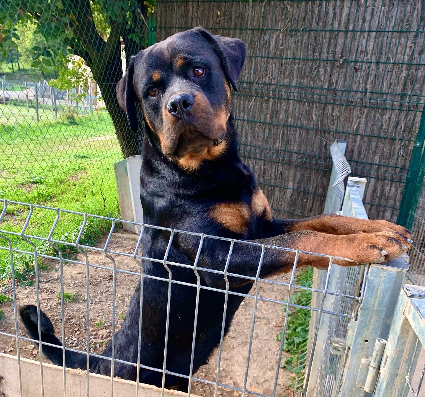 🔥Jack de Bartanen🔥Rottweiler amb molt bona Pigmentaciò Mascle jove de rottweiler amb 10 mesos de edat