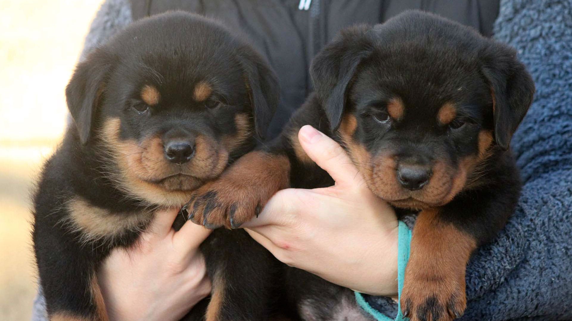 Cachorros de Rottweiler con 46 Días de Vida