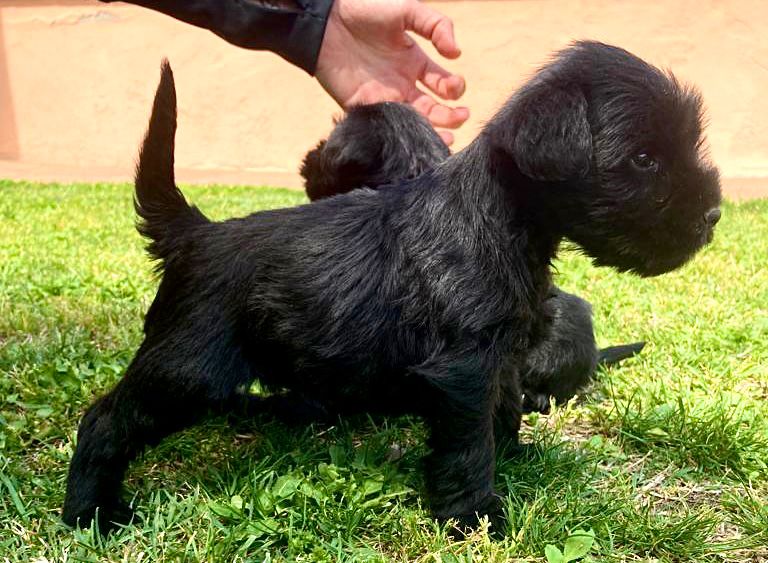 Cadells de Schnauzer Mini Negre amb 42 dies de Vida Cadells de Schnauzer Mini Negre amb 42 dies de Vida
