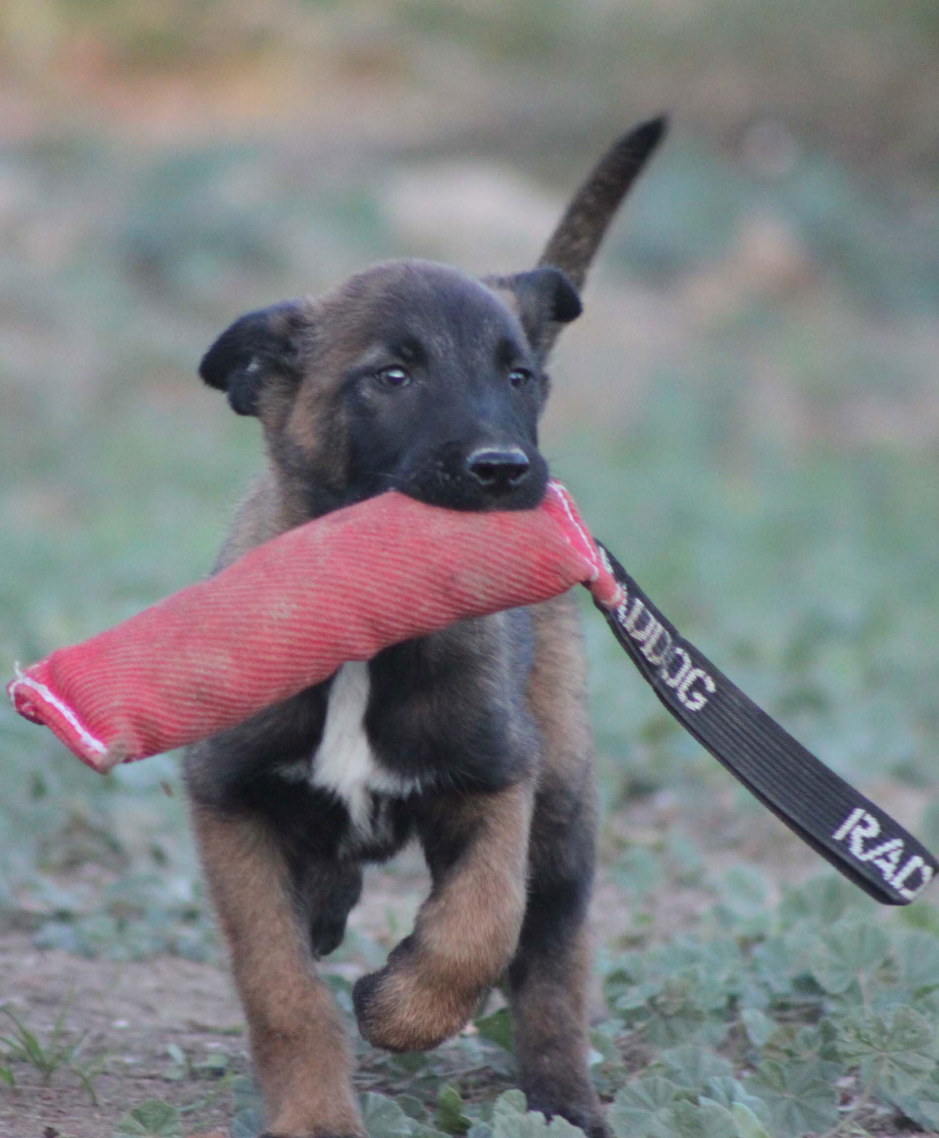 Cachorros de Radikaldogs jugando y socializando en un entorno seguro, ejemplo de lo que un criador profesional debe ofrecer antes de la compra
