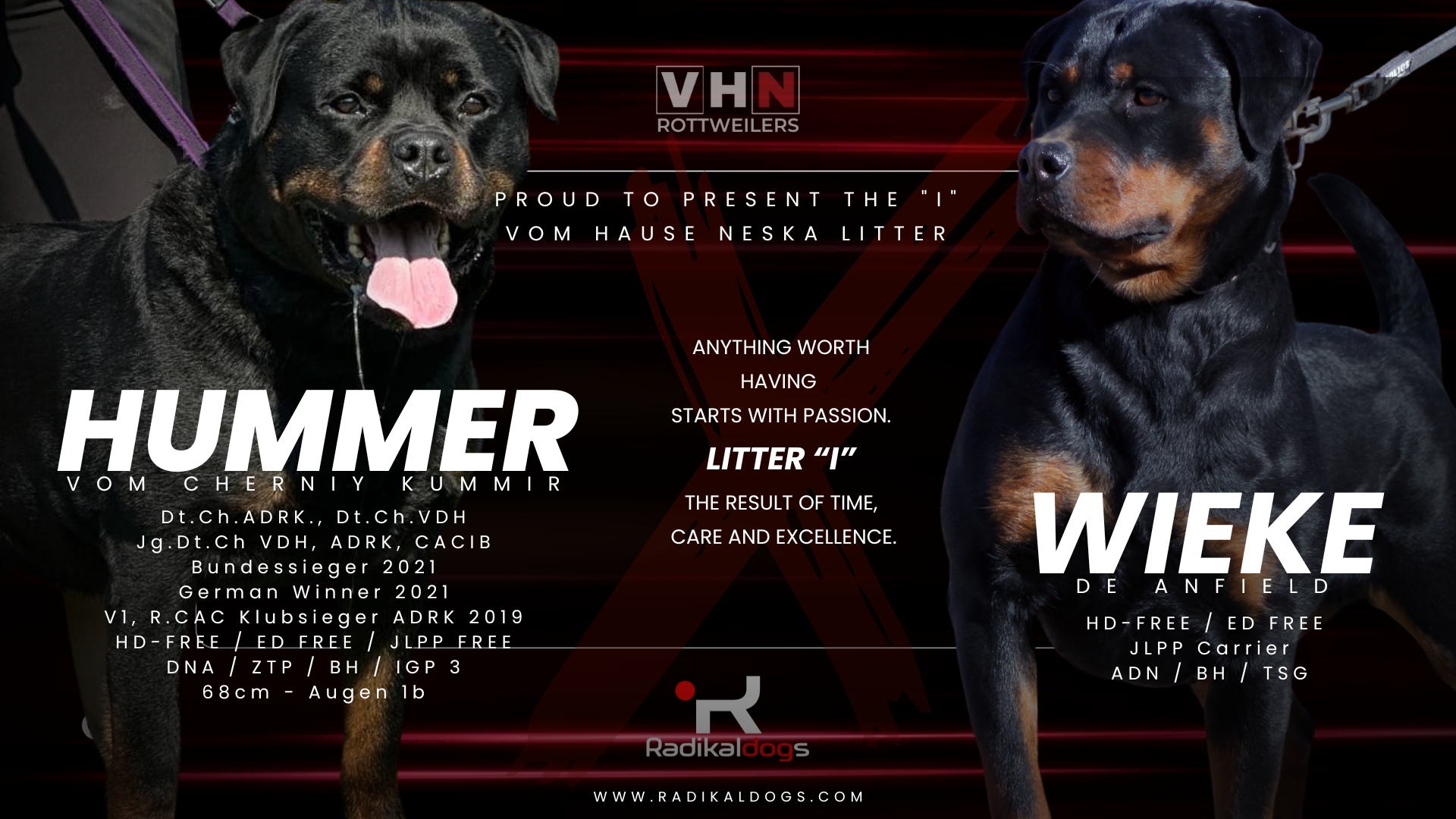 Hummer vom Cherniy Kumir – Campió ADRK, pare de la Cadellada I Vom Hause Neska Hummer vom Cherniy Kumir, Rottweiler campió ADRK i IGP3, reproductor d'elit i pare de la Cadellada I vom Hause Neska