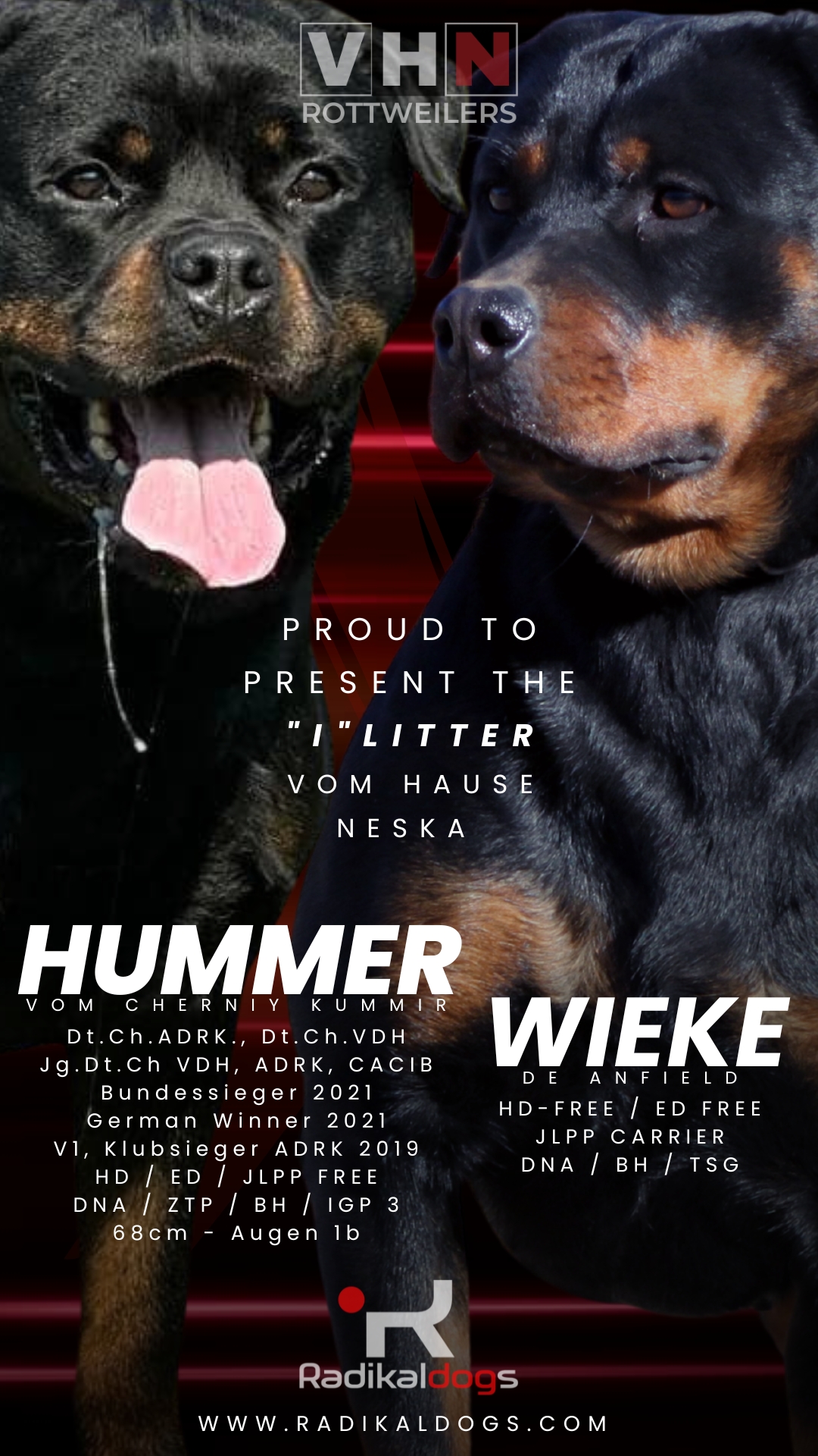 ADRK Working Line Rottweiler Puppies – Litter I, 2025 Male Rottweiler puppy from Litter I vom Hause Neska 2025, excellent structure and temperament