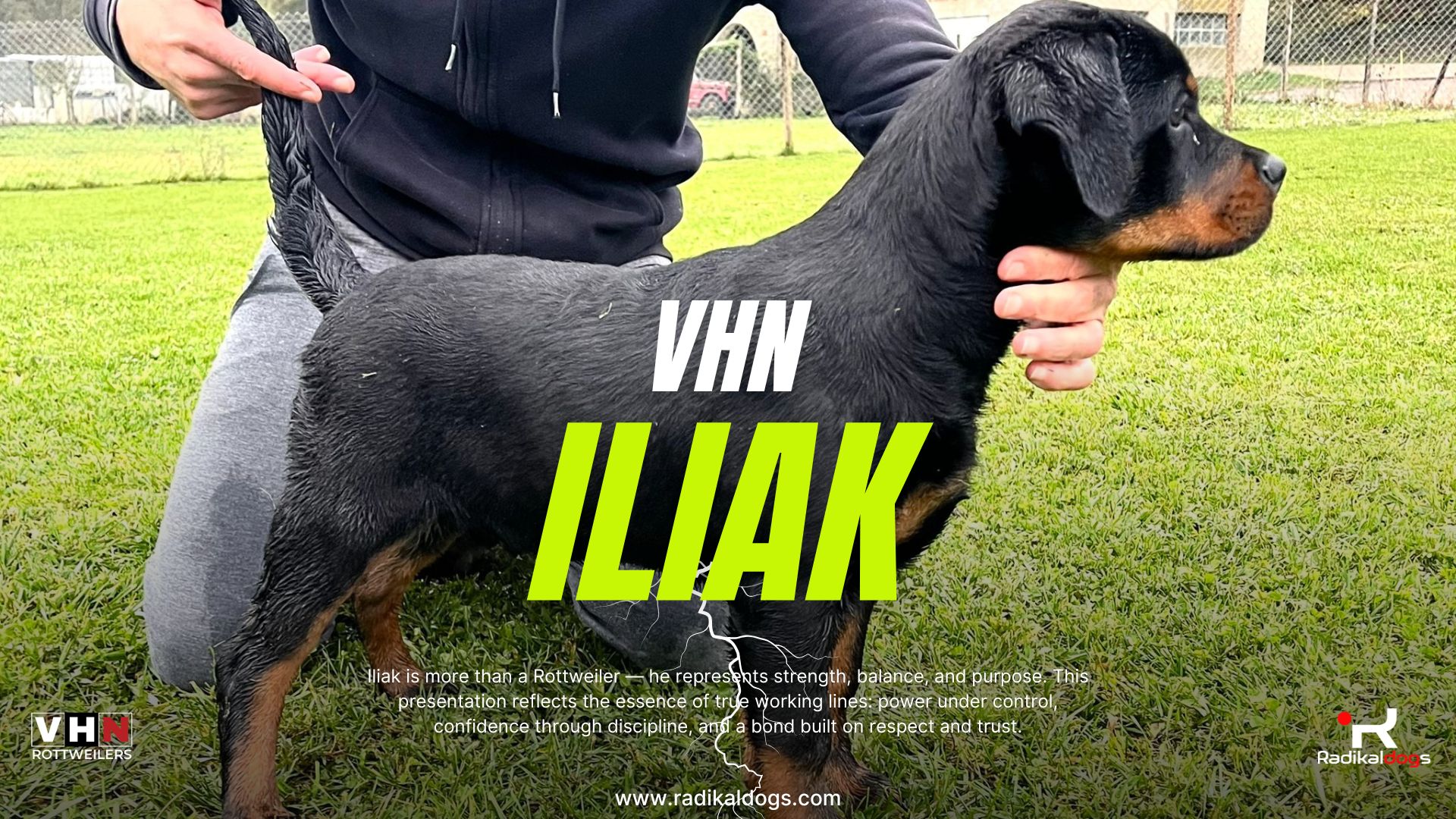 Iliak vom Hause Neska — High Quality Rottweiler, 100% German Lines | Radikaldogs Rottweiler puppy, posing confidently. Highlights its imposing build, balanced temperament, and high-quality genetics.