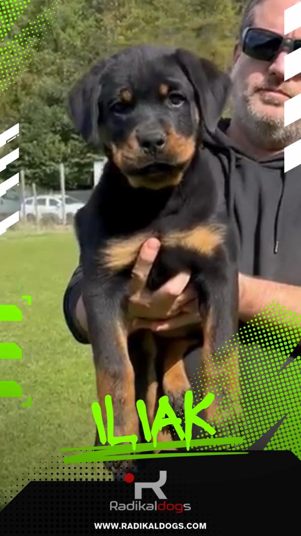 Cadell Rottweiler mascle de 3 mesos, ILIAK VHN, amb excel·lent estructura i potencial esportiu, fill de línies de treball IGP, disponible a Radikaldogs.