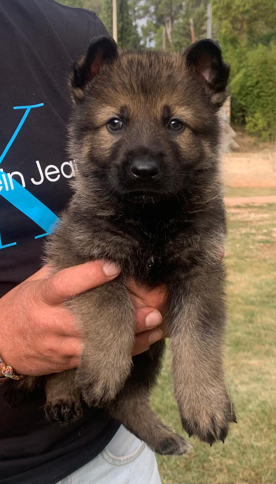 Cachorros de Pastor Alemán equilibrados, sanos y socializados, descendientes de líneas de trabajo deportivo y calidad genética certificada