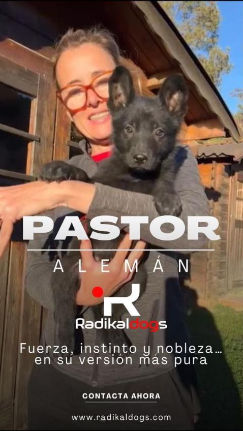 Cachorros de Pastor Alemán negro sólido de líneas de trabajo deportivo criados en Radikaldogs, con excelente estructura, temperamento equilibrado y genética seleccionada.