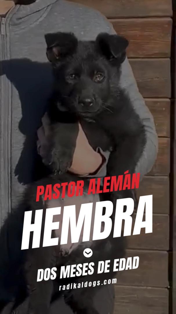 Cadells de Pastor Alemany negre sòlid de línies de treball esportiu criats a Radikaldogs, amb excel·lent estructura, temperament equilibrat i genètica seleccionada.