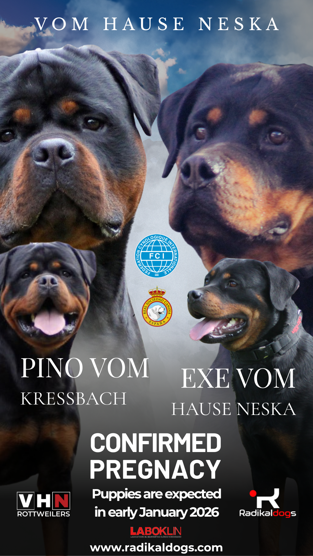 Primera camada en España de Pino vom Kressbach, Nacimiento previsto enero 2026!