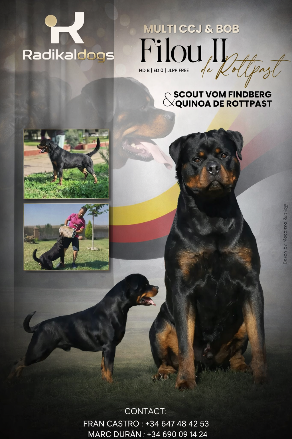 Camada de Rottweiler criada con carácter, equilibrio y futuro en Radikal Dogs